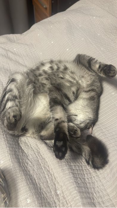 Кошка домашняя шатландская