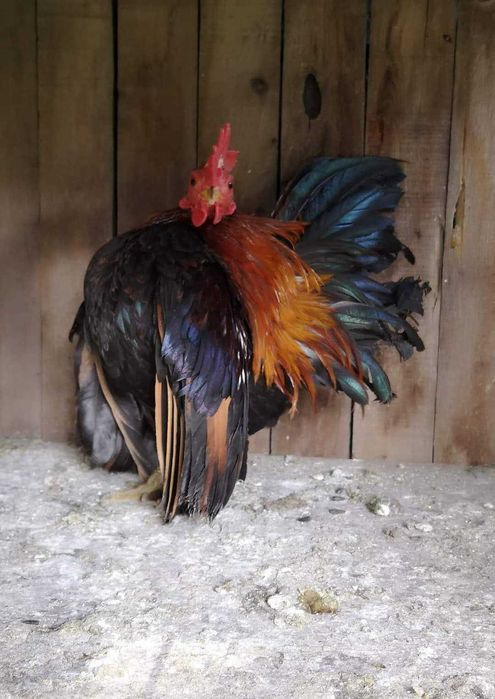 Кокошки малайски серами
