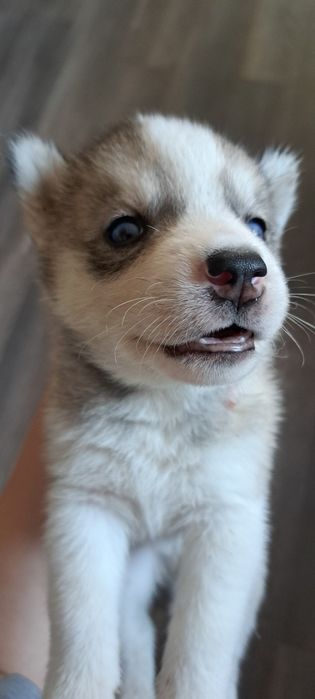 Продам щенков хаски