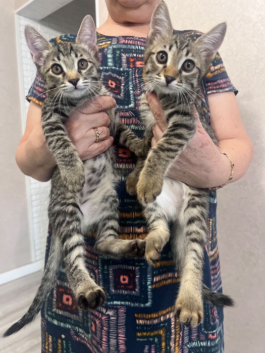 Котятя в добрые руки