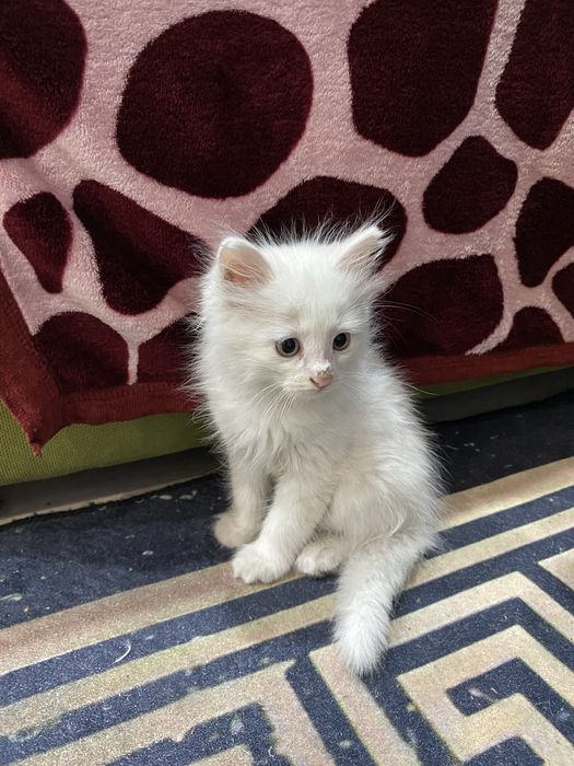 котёнок в добрые руки! мальчишка