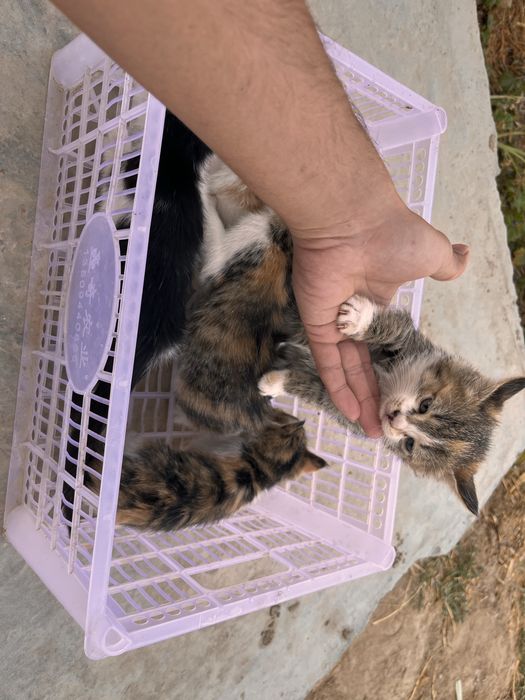 Mushuklar  sotiladi 5 dona