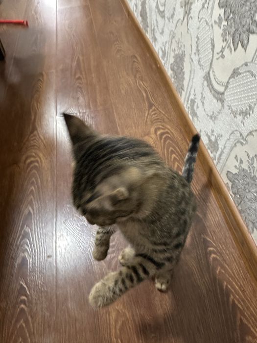 Котенок в добрые руки