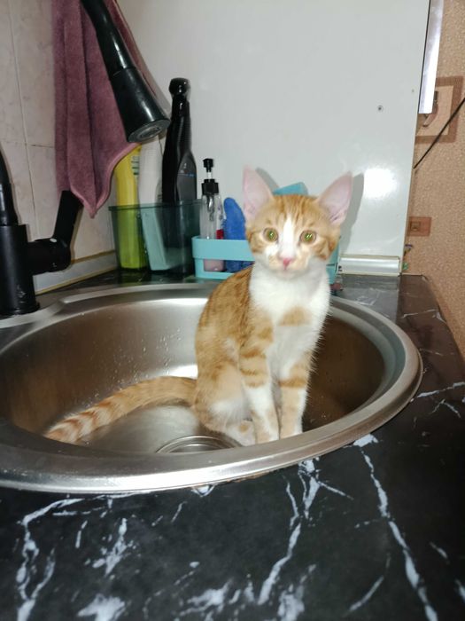 Котёнок по имени Лео