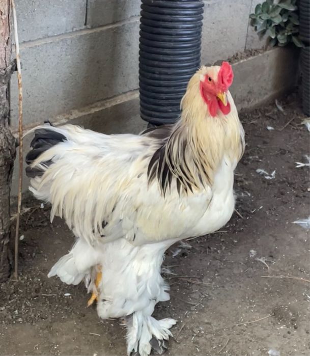 Cocos brahman de vanzare