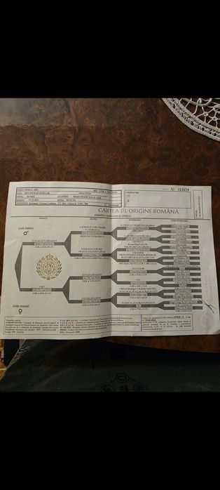Brac German cu pedigree