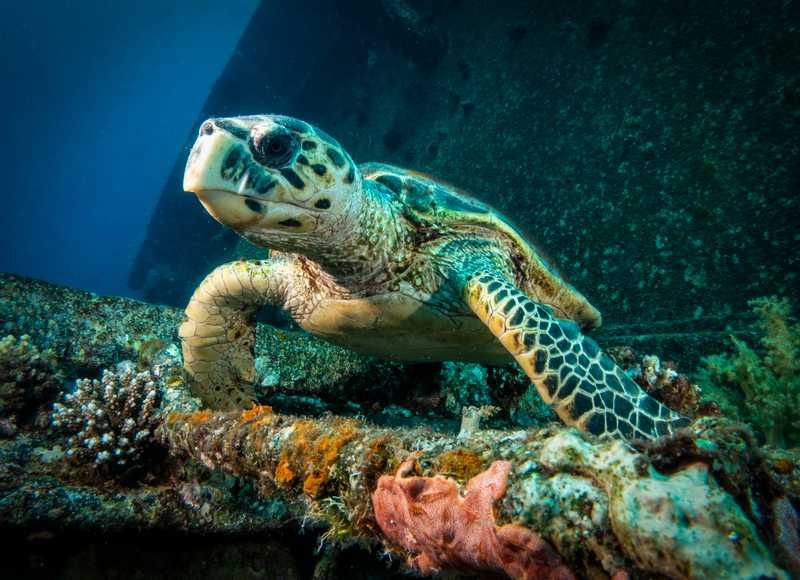 продавам подводен бокс “Ikelite” за Sony RX100V / VA