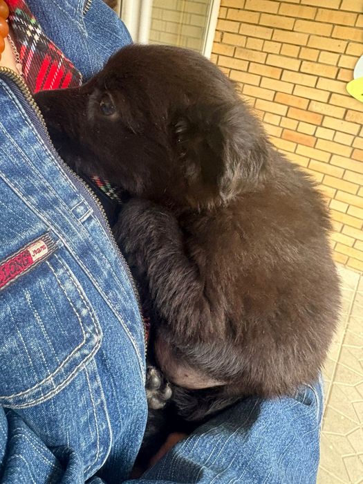 Отдам щенка в хорошие руки мальчик и девочка