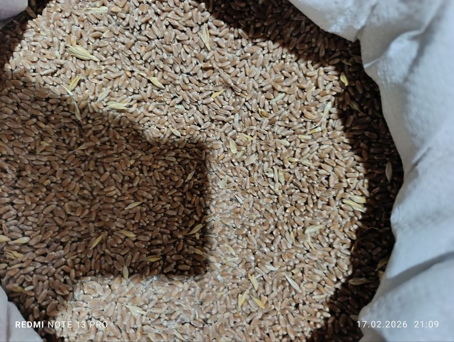 Bugdoy sotiladi srochna