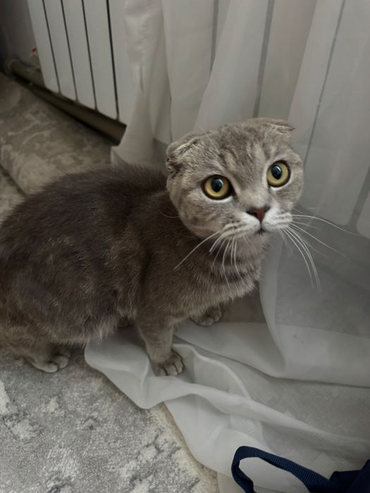 Продам кошку веслоухая