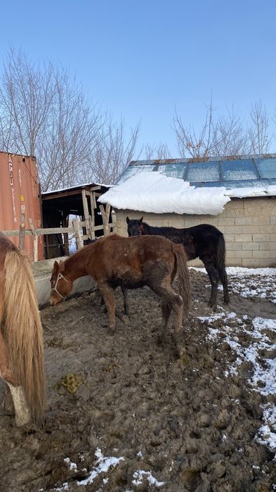 Жабағы,тай,лошадь