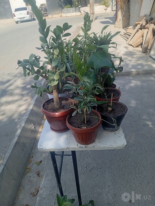 Продаются  шикарные цветы