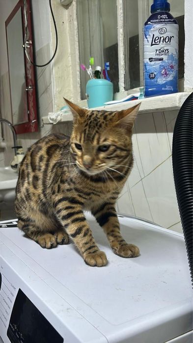 Продается, пародистый, мужчина