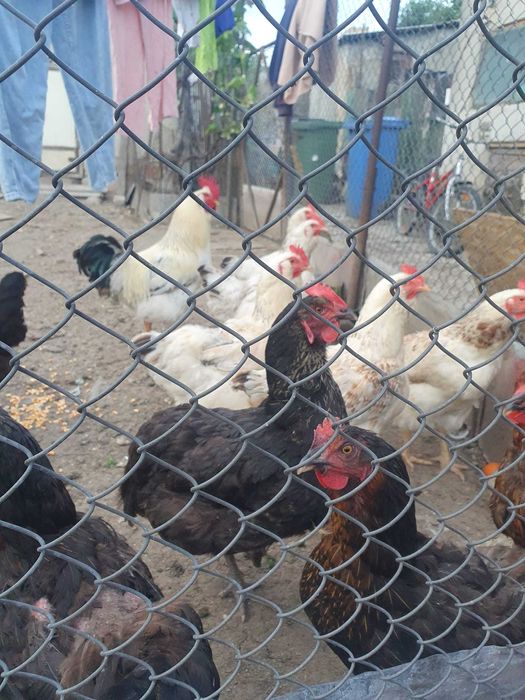 Pui de găină de țară Sau ouă pentru consum și incubat