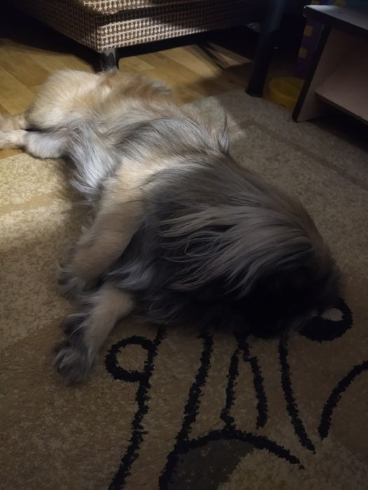 Пекинес мальчик.