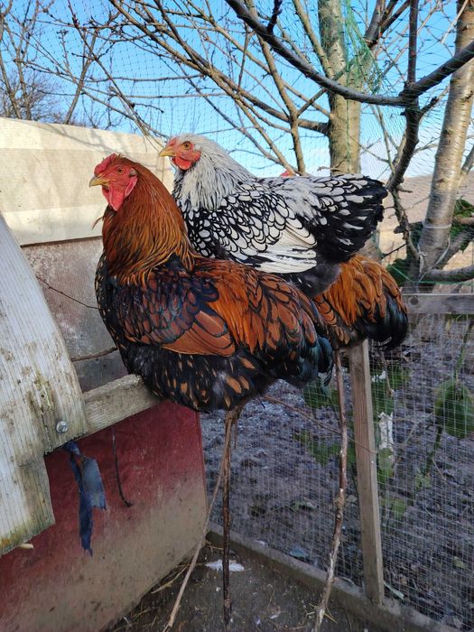 Cocosi din anul 2025