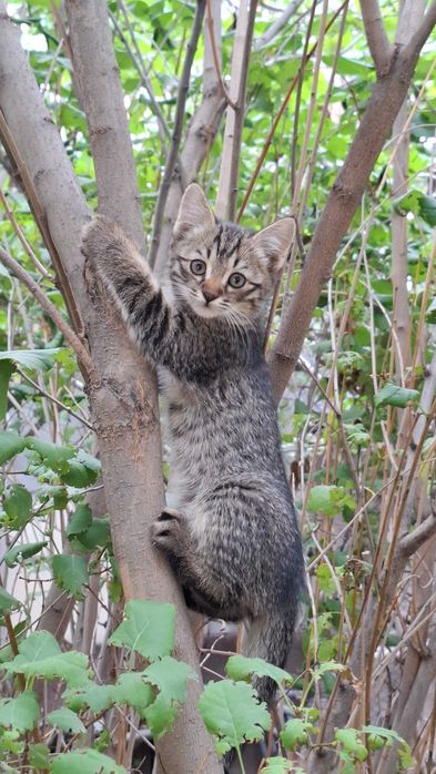 Котята мальчики, отдам