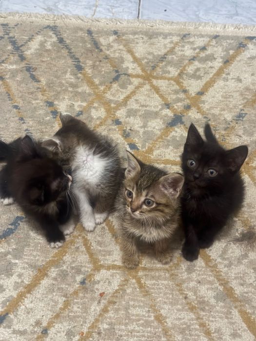 Отдаю котят в добрую руки