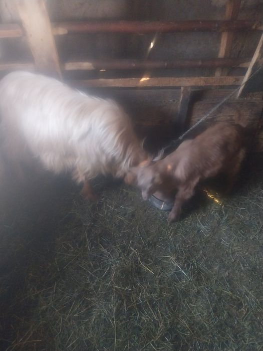 Vând capre și iezi