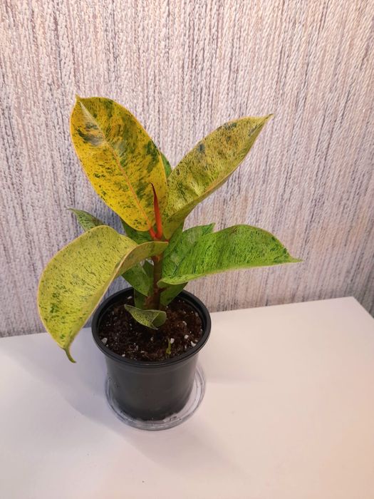 Продам Замиокулькас