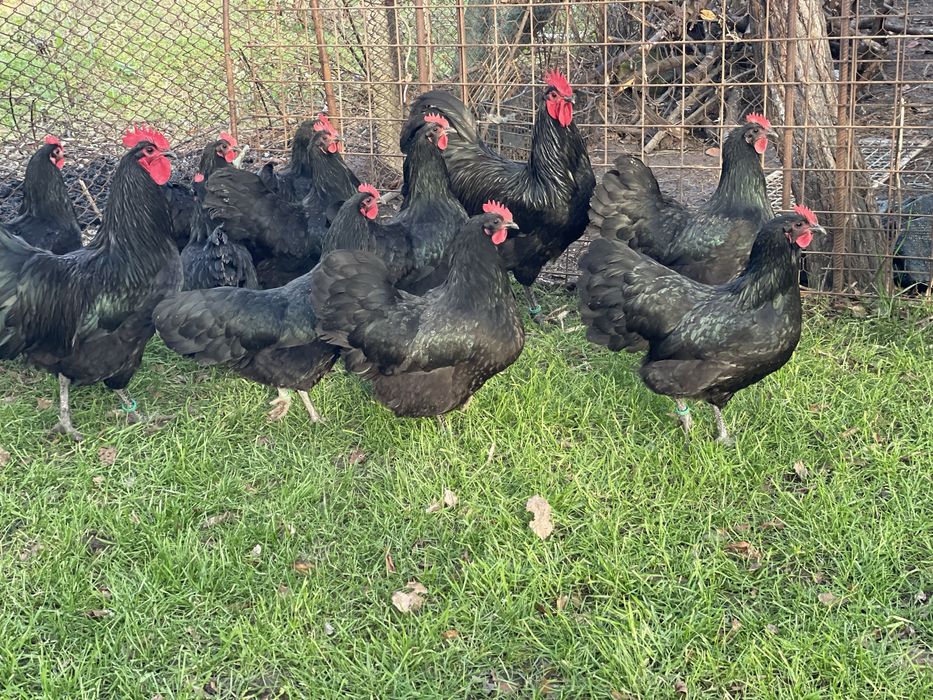 Oua incubat Australorp negru
