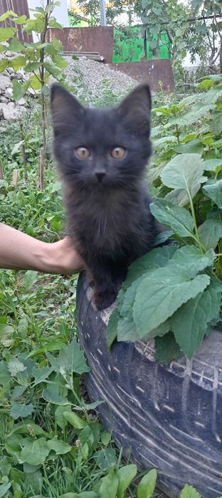 Отдадим трёх котят в добрые руки