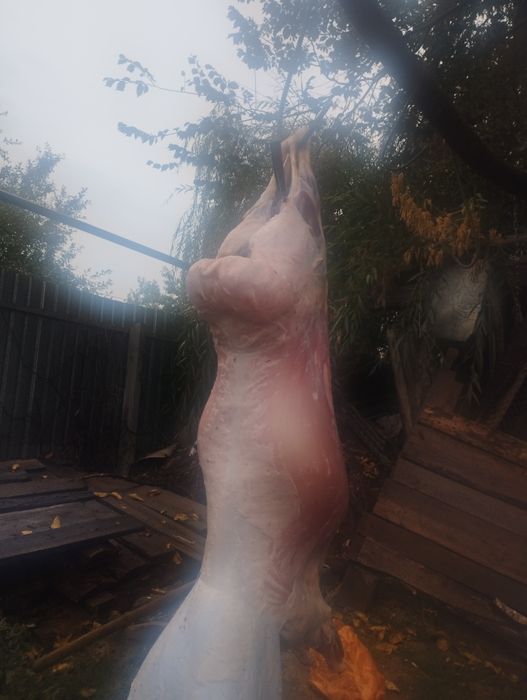 Кой Бараны   г Алматы