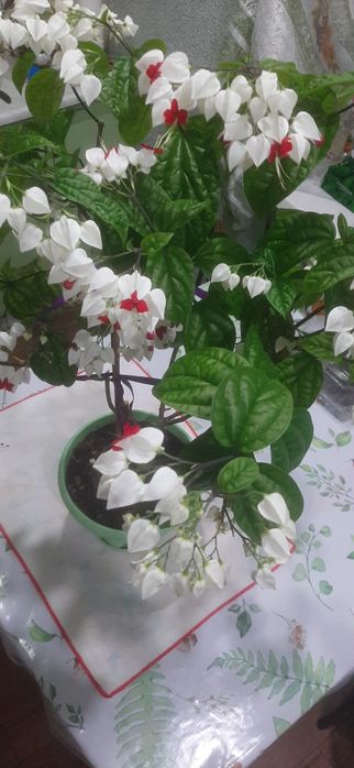 Клеродендрум томсана