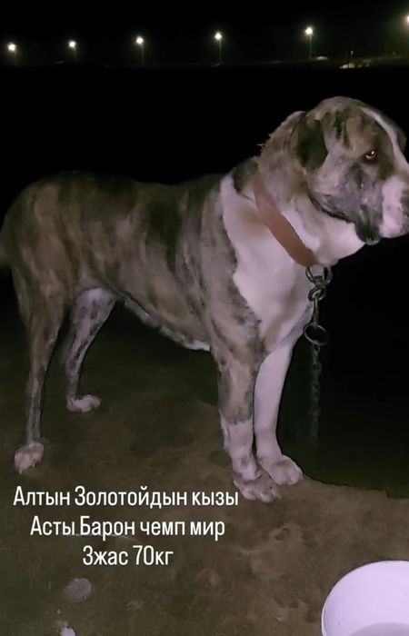 Тобет, Алабай, Сао