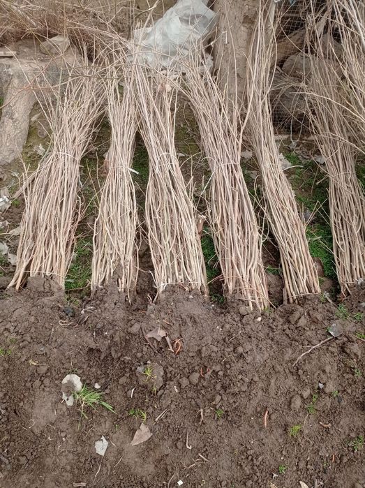 Tut ko'chatlari sotiladi optom narxda