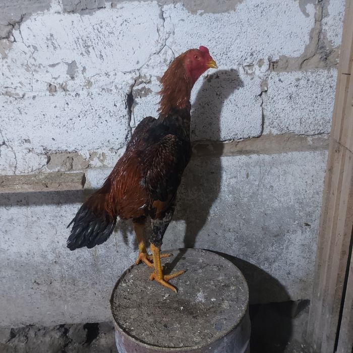 Хинт 1год игра канкретна