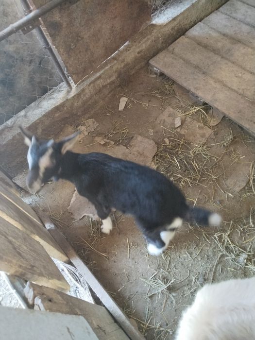 Лактар сатылады занин