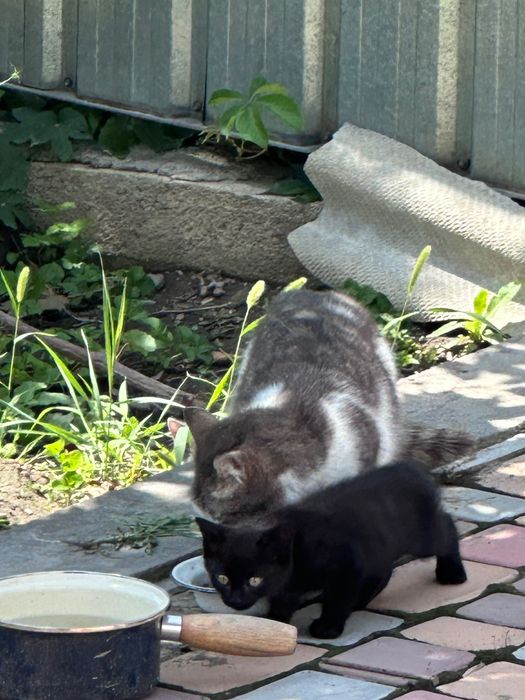 Котята игривые 1,5 месяца