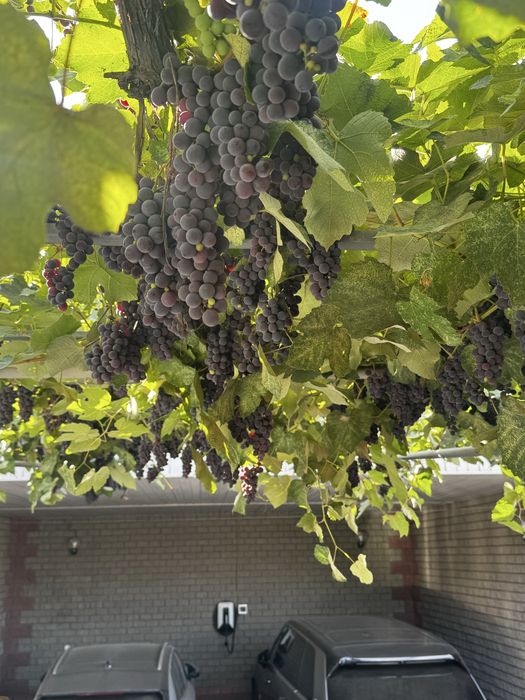 Продам виноград винный сорт Изабелла