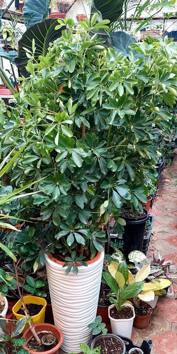 Шефлера высокая  1 метр 50 см