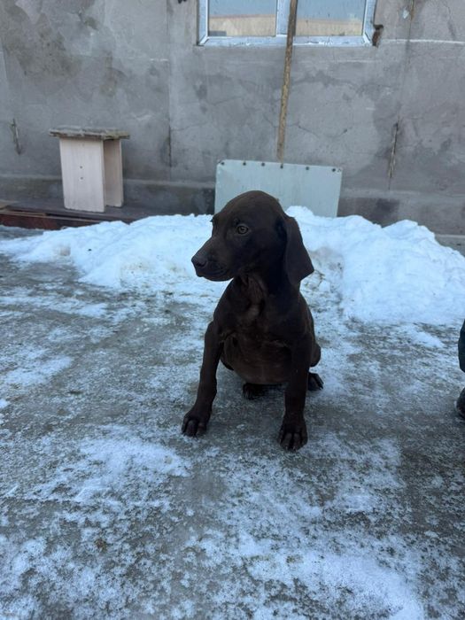 Продаётся щенок дратхара