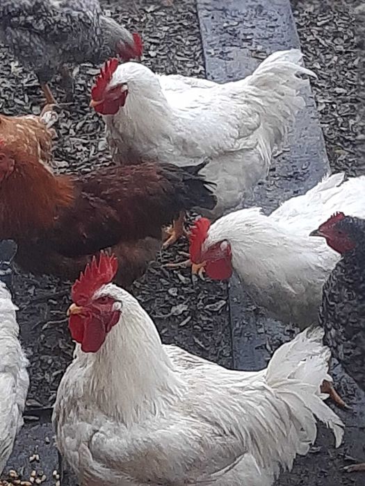 Vand sau schimb cu graunte variante,cocoși rasă tineri frumoși