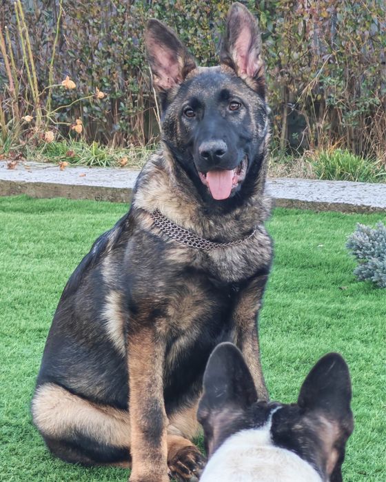 Vand pui ciobanesc german linie de lucru  6 luni