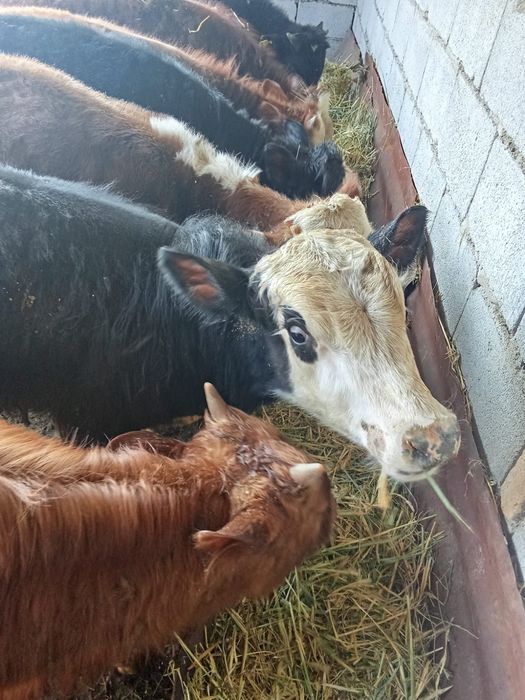 Продам бычков подсосы