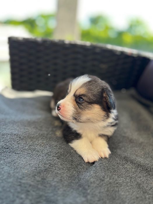 Welsh Corgi Pembroke