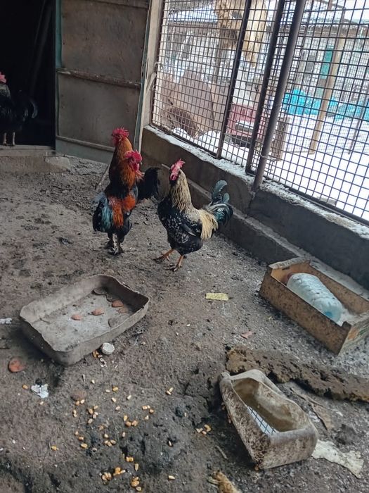 Продам домашние молодые петухи