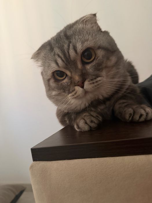 Отдаём кота в хорошие руки