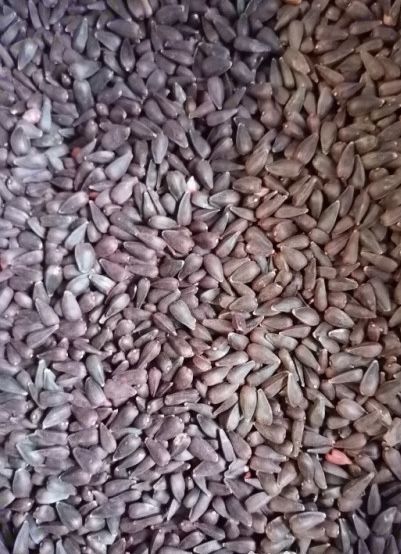 Samanta Floarea Soarelui certificata 2026