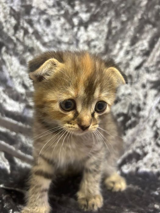 Котята Вислоухие