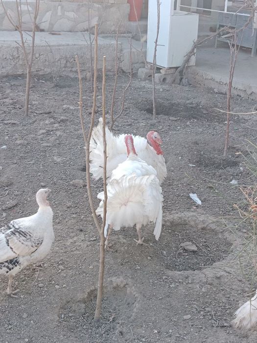 Курка сотилады 6 дона