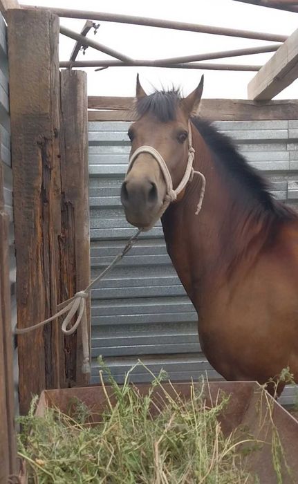 Продаю лошадь кокпарский