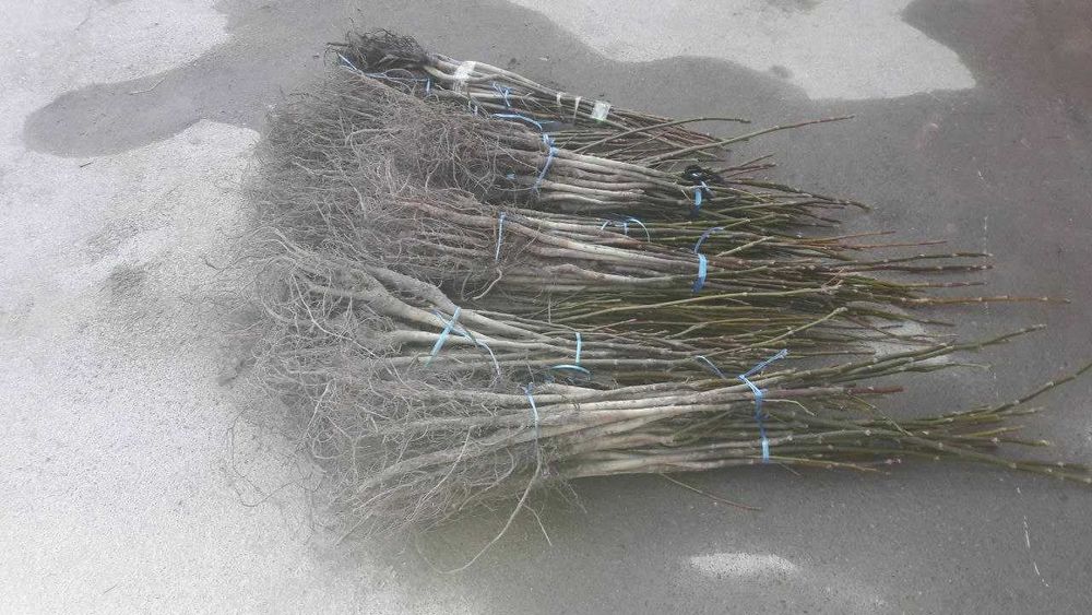 Mevali daraxt ko'chatlari optom va dona