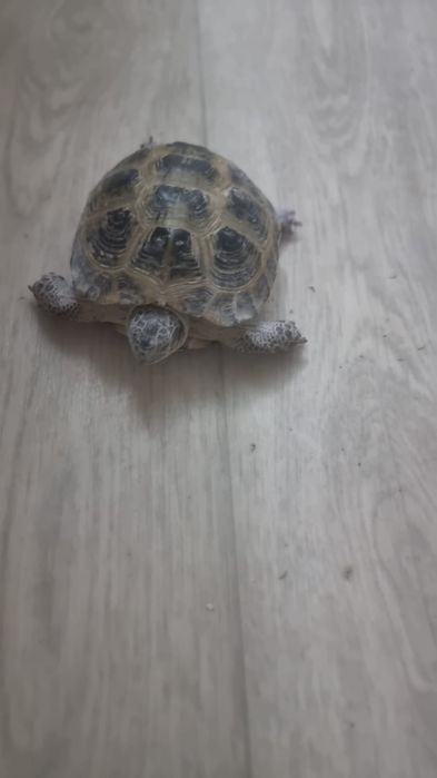 Продам черепаху  Срочно