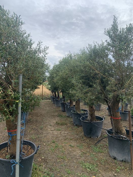 Maslin rezistent la -15