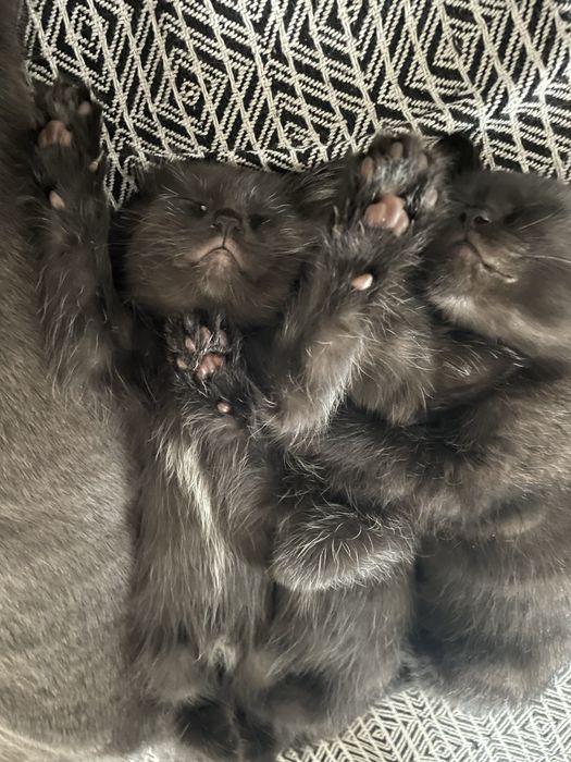 Отдам котят,  все девочки.